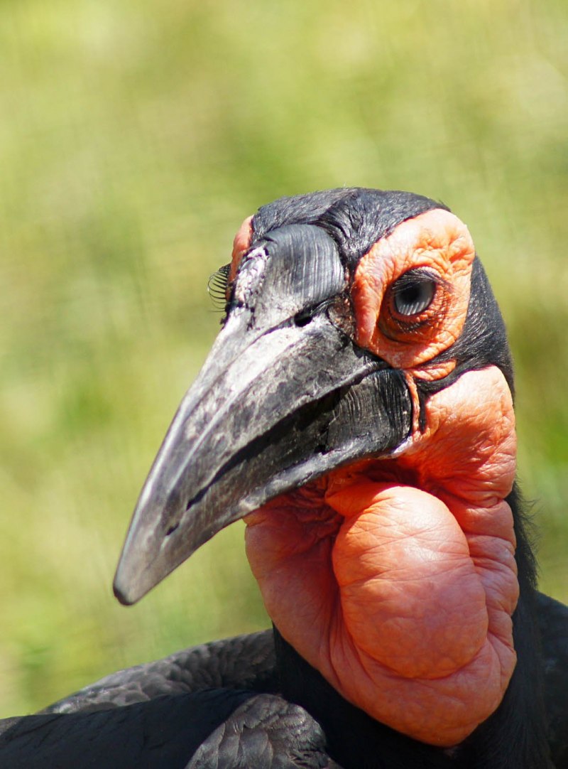 Bucorvus leadbeateri