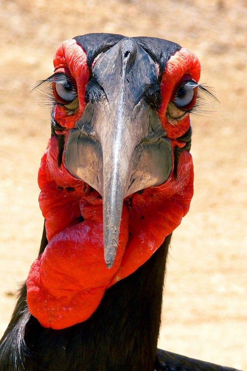 Southern ground Hornbill
