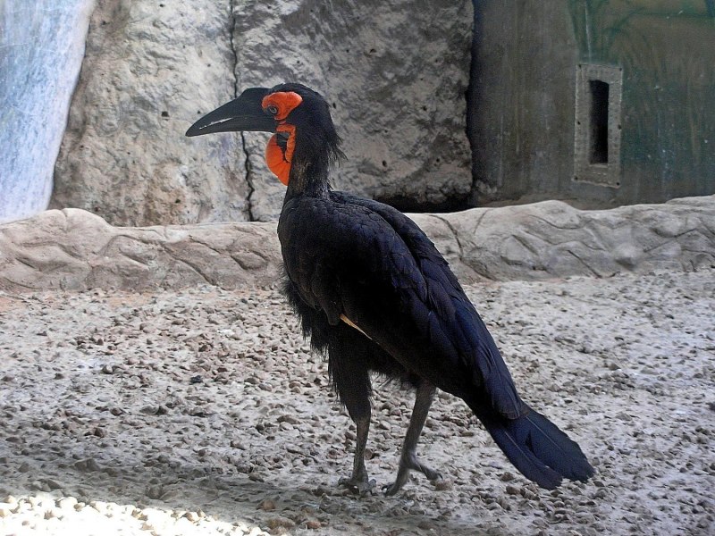 Кафрский ворон