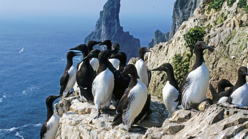 Thick-billed Murre