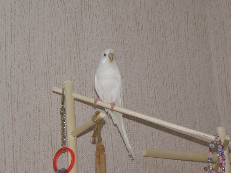 Игрушки для попугаев корелла