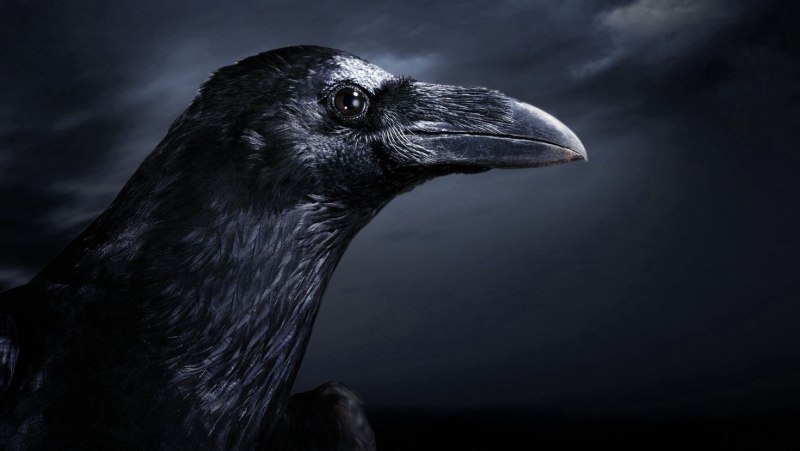 Corvus brachyrhynchos
