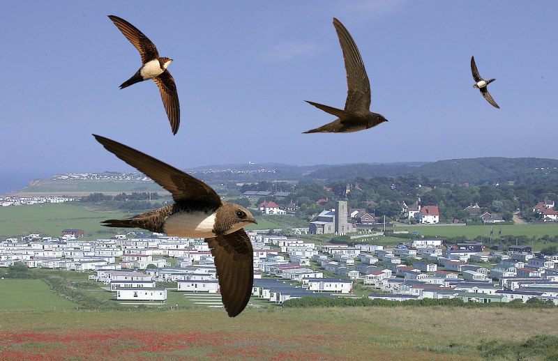 Ласточка городская (Delichon urbicum)