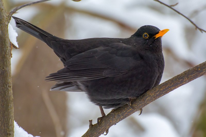 Blackbird черный Дрозд