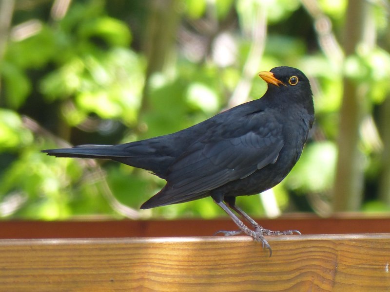 Blackbird птица