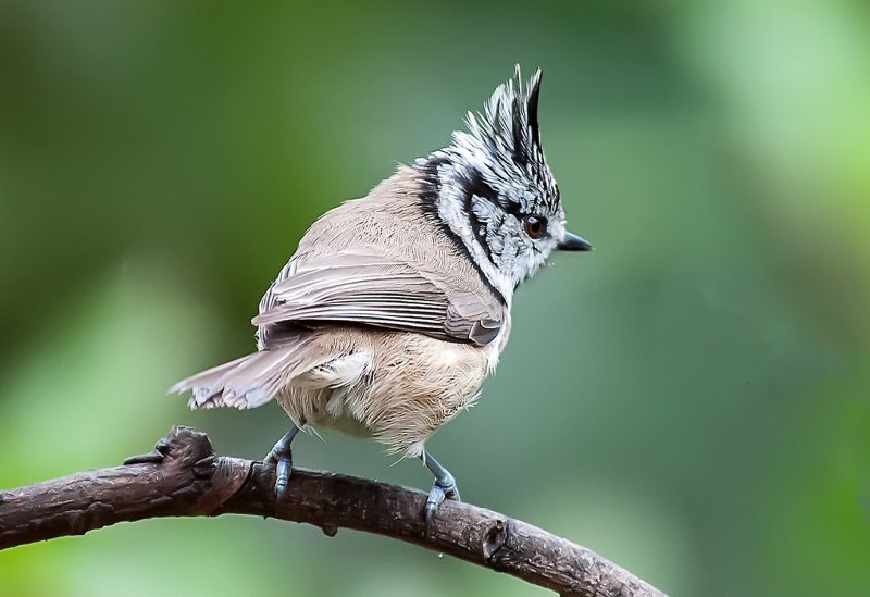 Синица хохлатая гренадёрка Parus cristatus