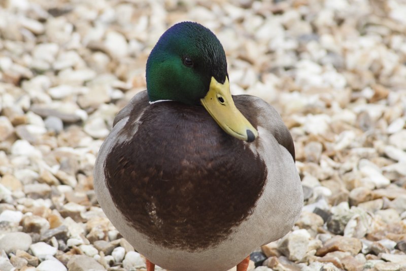 Grey Duck