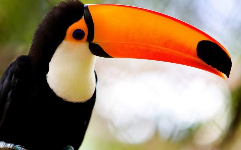 Beak Gurza