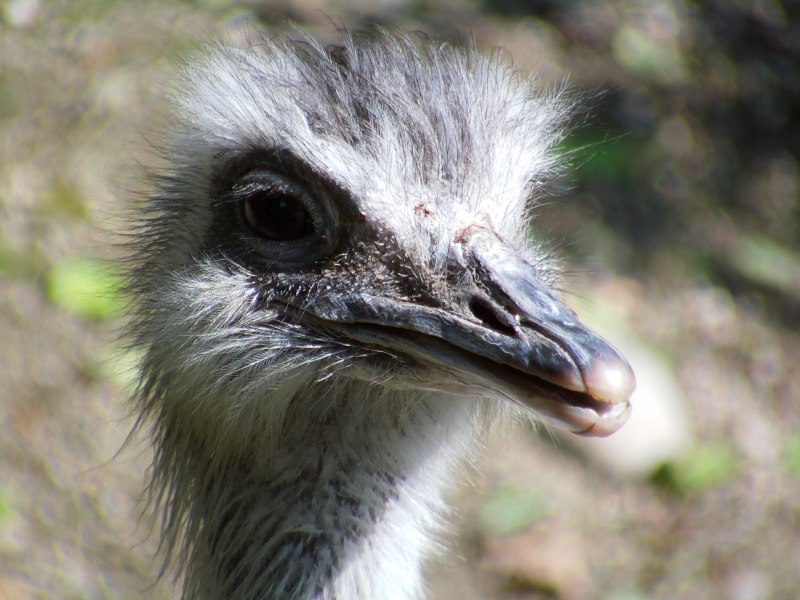 Ostrich tired