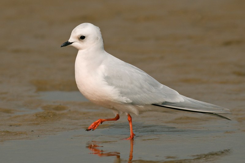 Ross Gull