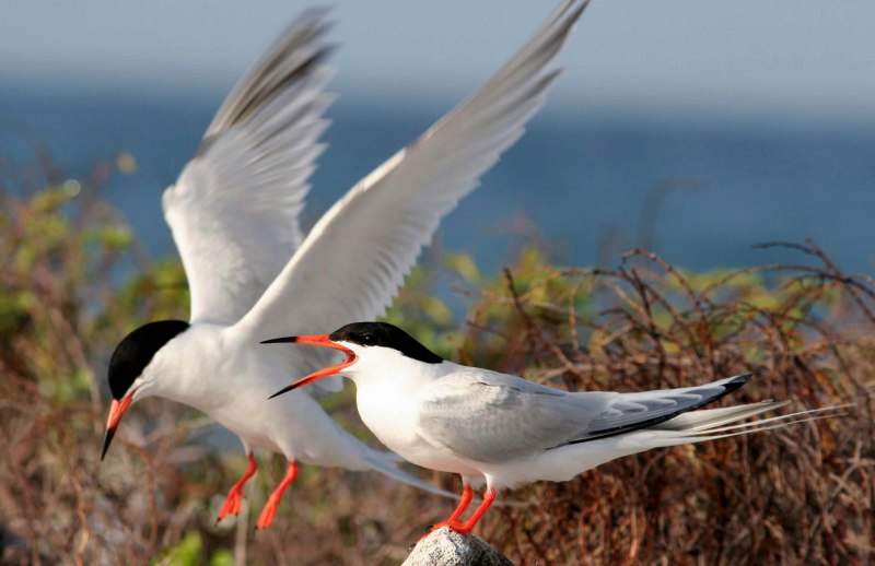 Mouette Roche