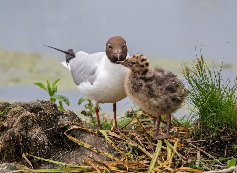 Чучело Чайки