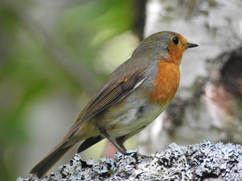 Red capped Robin птица