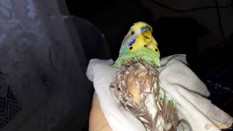 Корелла птенец природник