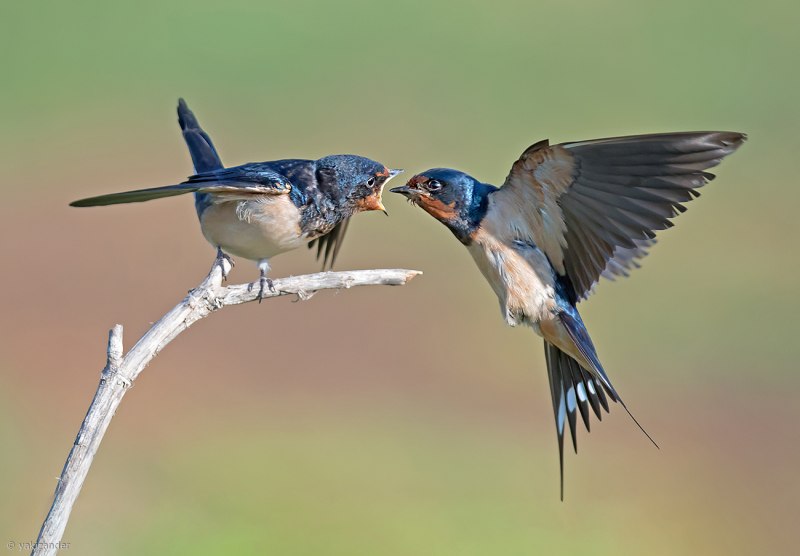 Garrulus glandarius