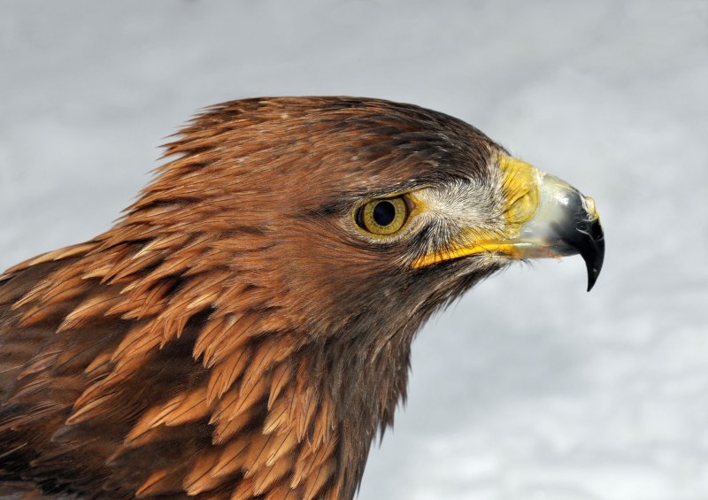 Aquila chrysaetos (Linnaeus, 1758