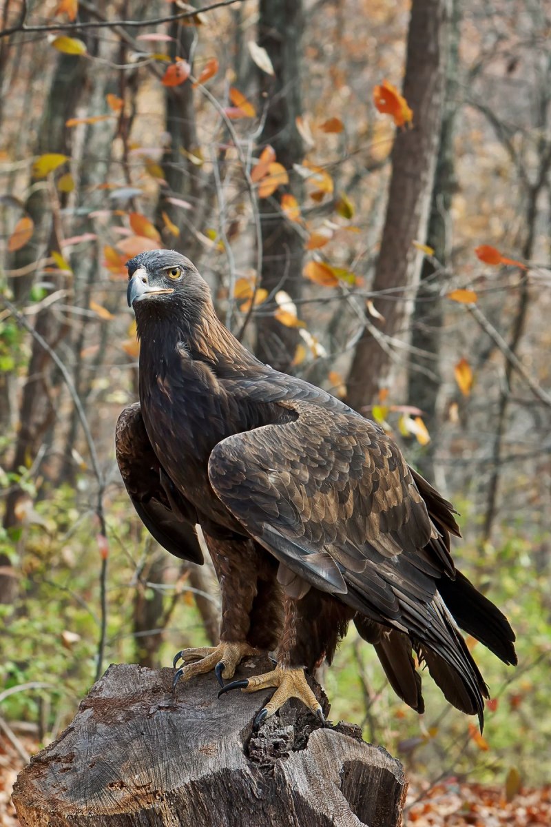 Беркут Aquila chrysaetos