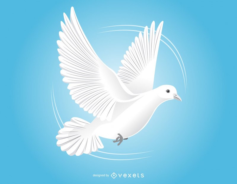 Обои голуби