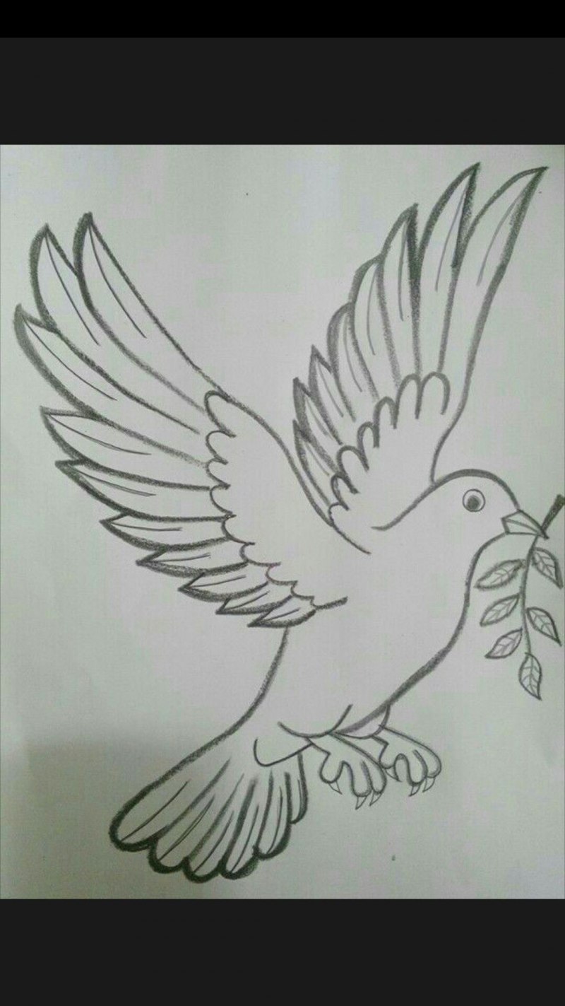 Голубь рисунок