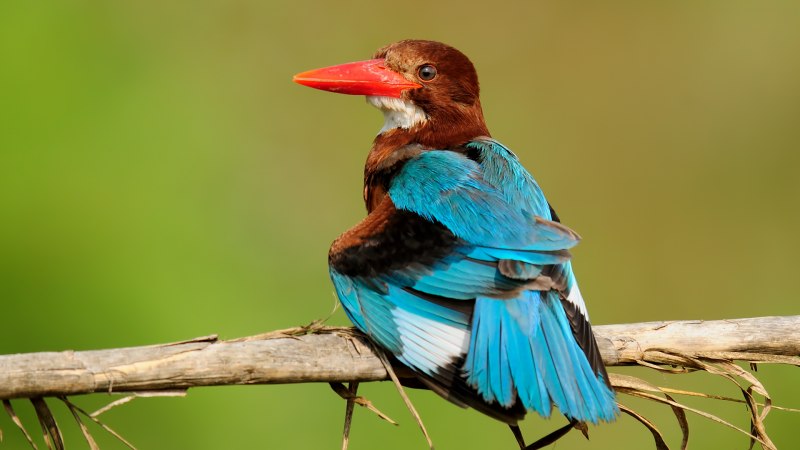 Halcyon Bird female
