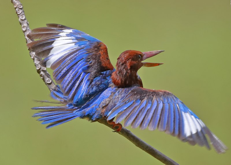 White throated Kingfisher