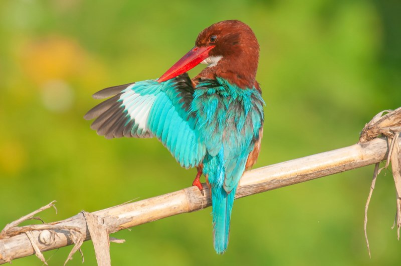 Blue Kingfisher