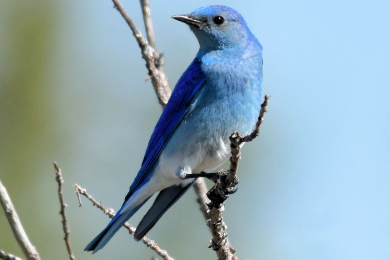 Cyanoptila cyanomelana