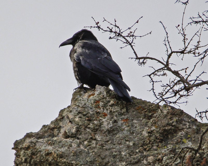 Королевский ворон Коракс