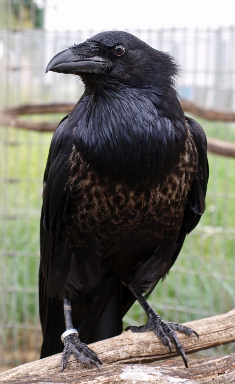 Корвус ворон