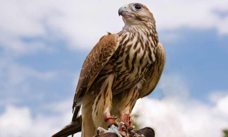 Балобан Falco cherrug