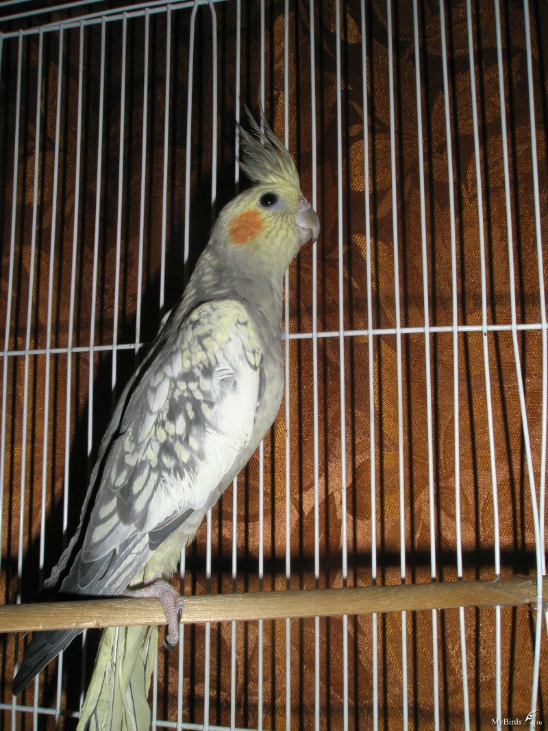 Корелла линька