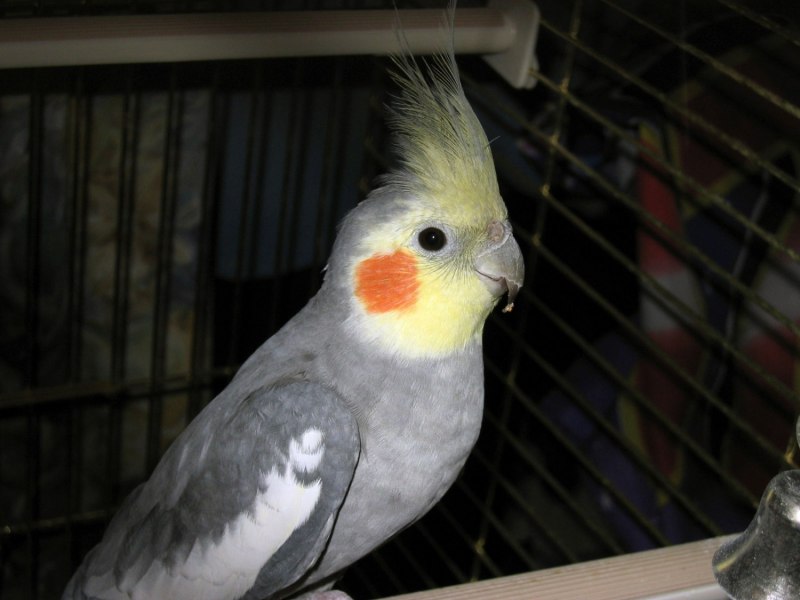 Корелла Браво