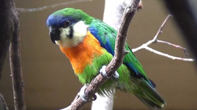 Pyrrhura rupicola