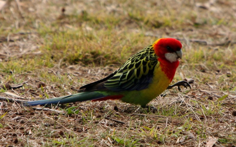 Chequer-throated Woodpecker