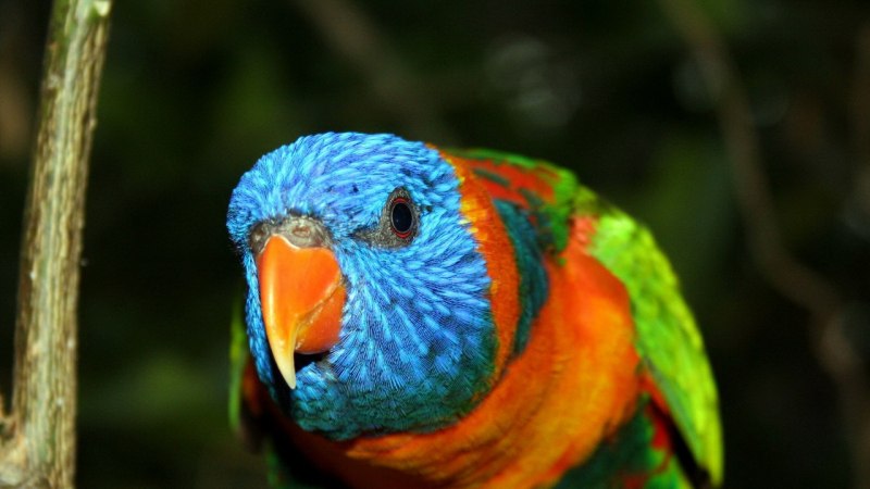 Multicolored Parrot