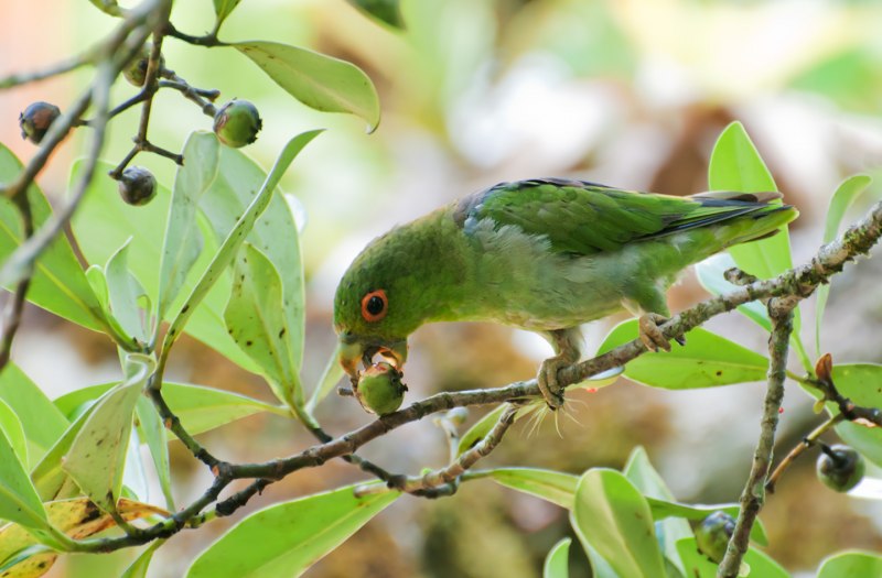 Розелла красная (Platycercus elegans)