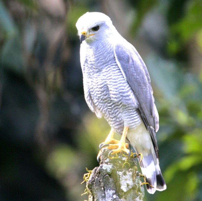 Кречет - Falco rusticolus Linnaeus