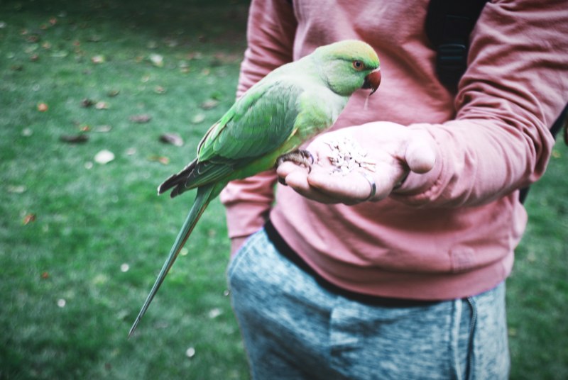 Parrotlet попугай