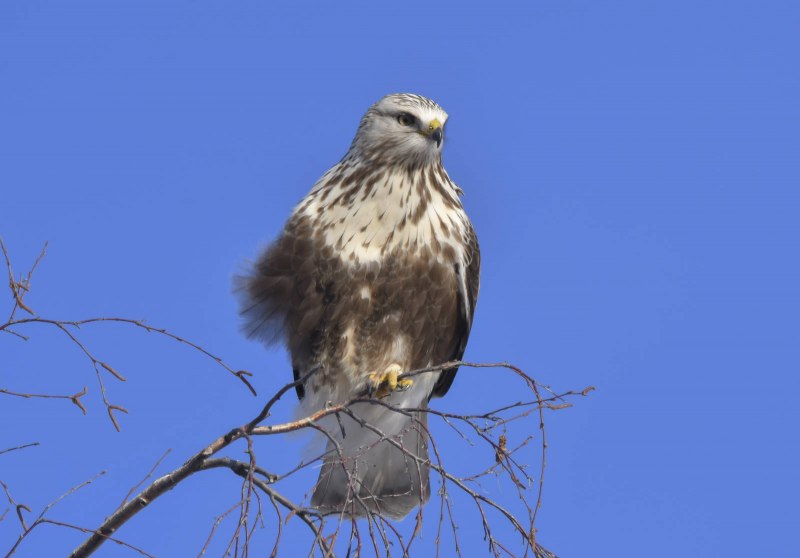Зимняк (Buteo lagopus