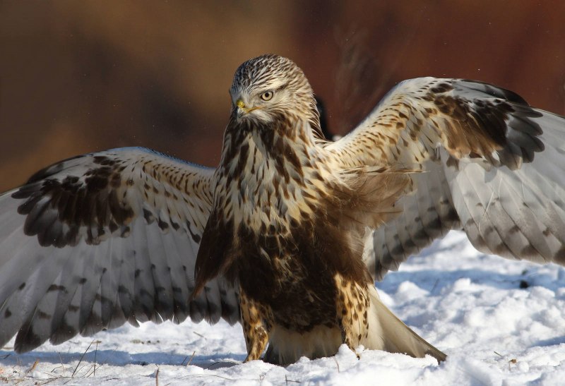 Зимняк (Buteo lagopus