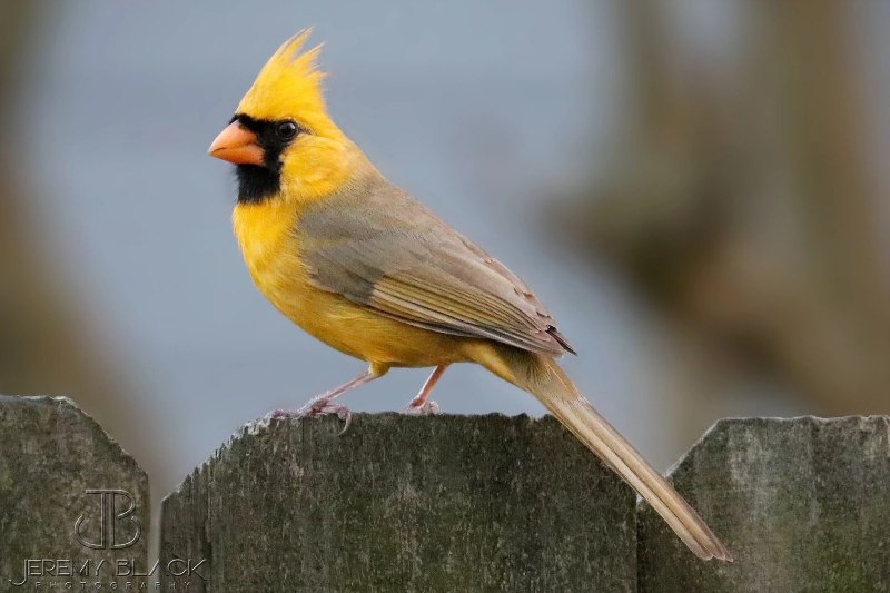Yellow Warbler птица
