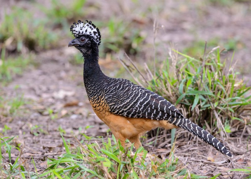 Crax rubra