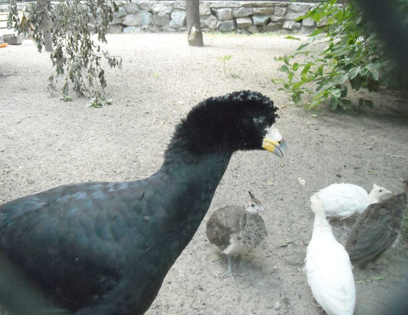 Great Currasow