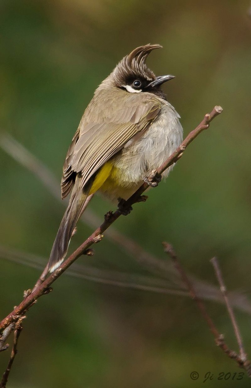 Обыкновенная горихвостка (Phoenicurus Phoenicurus)