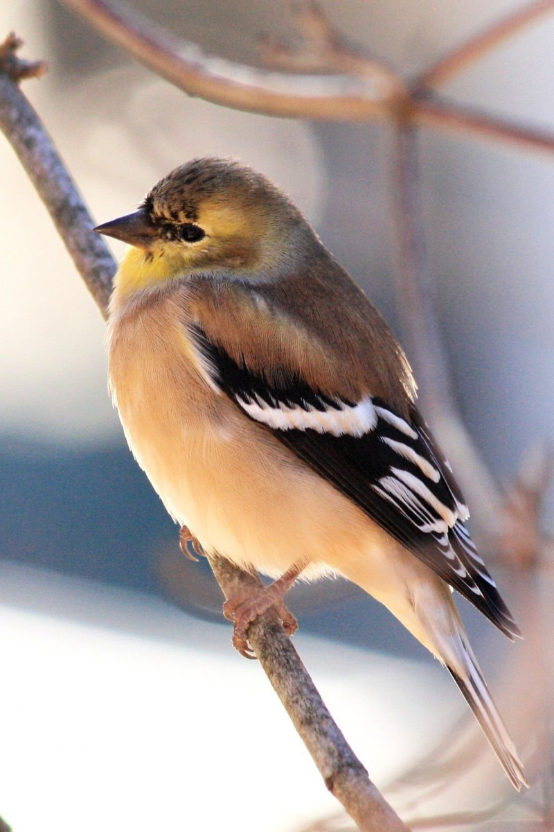 Hylocichla mustelina