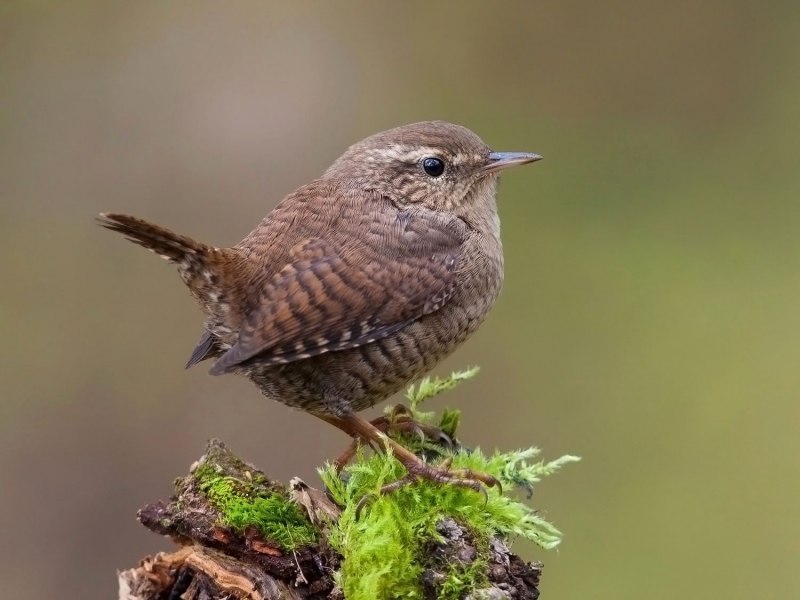 Пеночка-теньковка (Phylloscopus collybita)