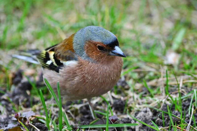 Phylloscopus collybita