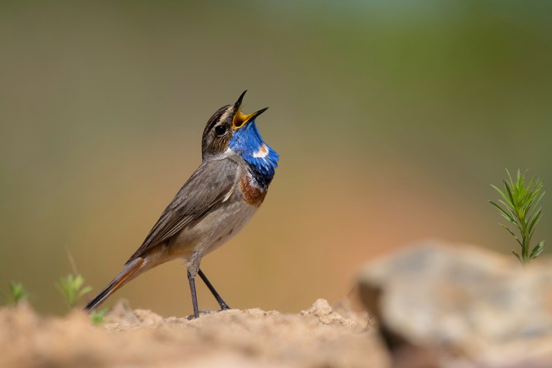 Blaukehlchen