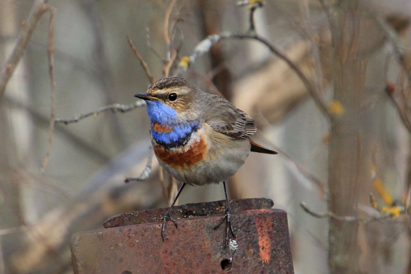 Варакушка (Luscinia svecica)