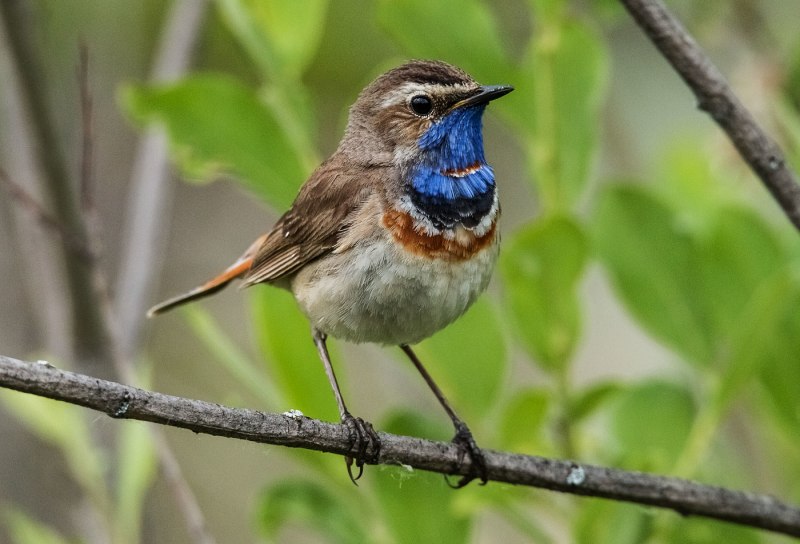 Варакушка (Luscinia svecica)